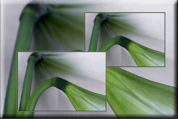 Amaryllis_14810aCmp3W