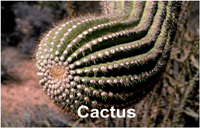 cactus_14890txt200