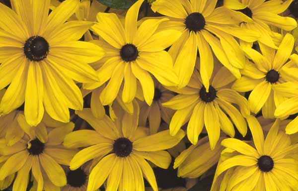 Rudbeckia_13668iacc