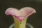 Calla lily spike on light box, 400 px