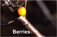 buckthorn_10971grtxt