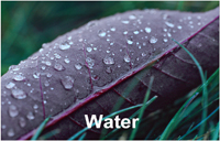 waterleaf_15429grtxt2