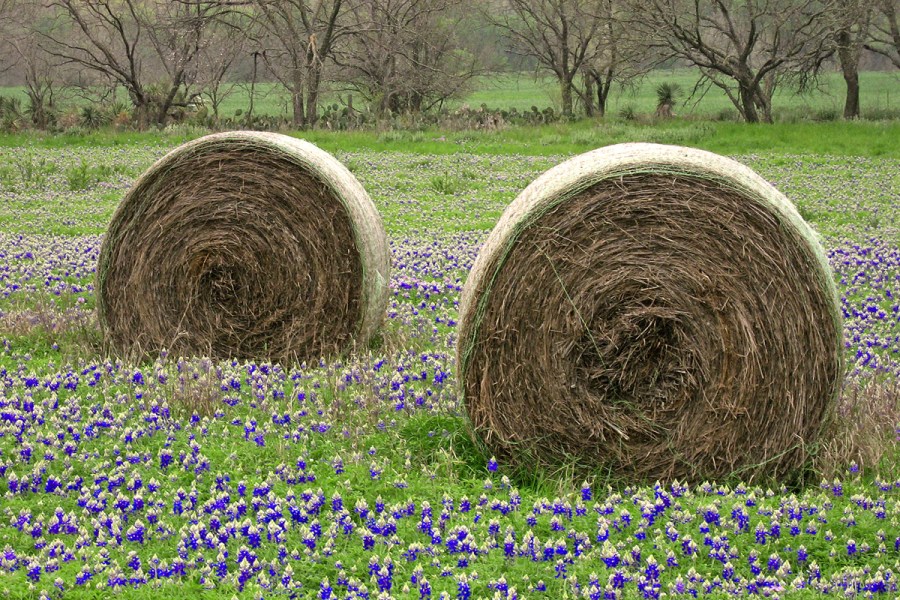 Cyclones and bluebonnets