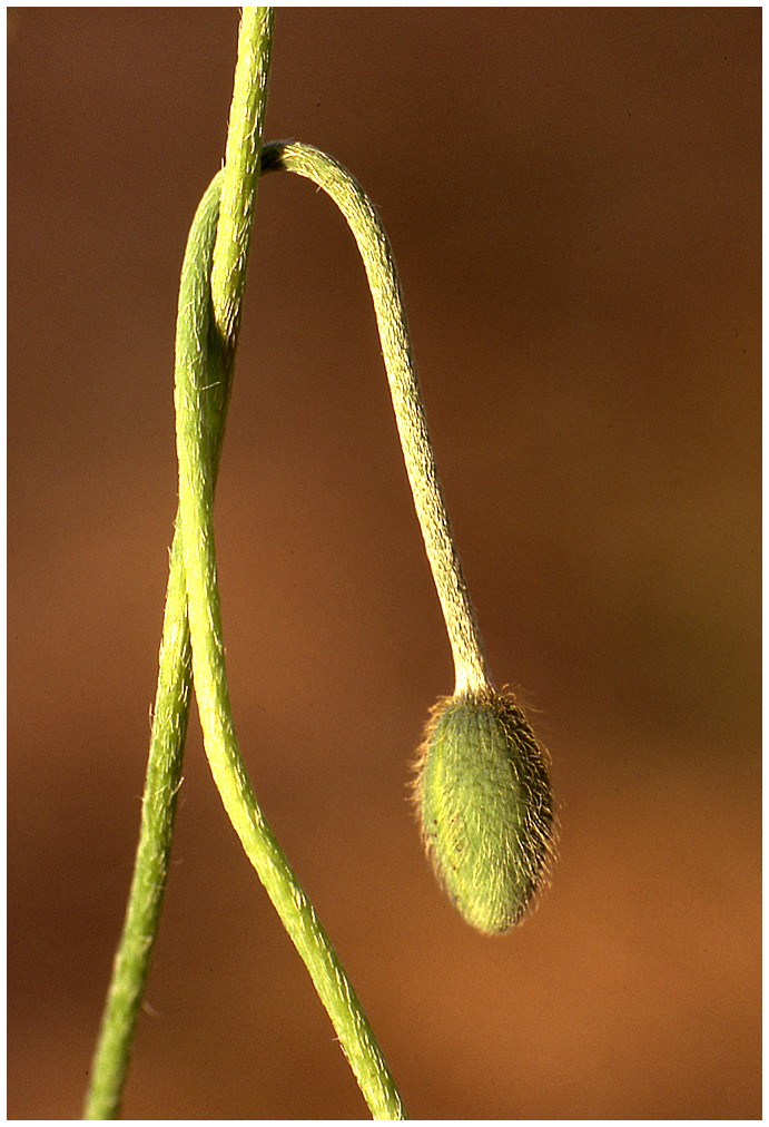 Poppy bud