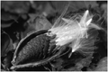 TMilkweed_W5204bM
