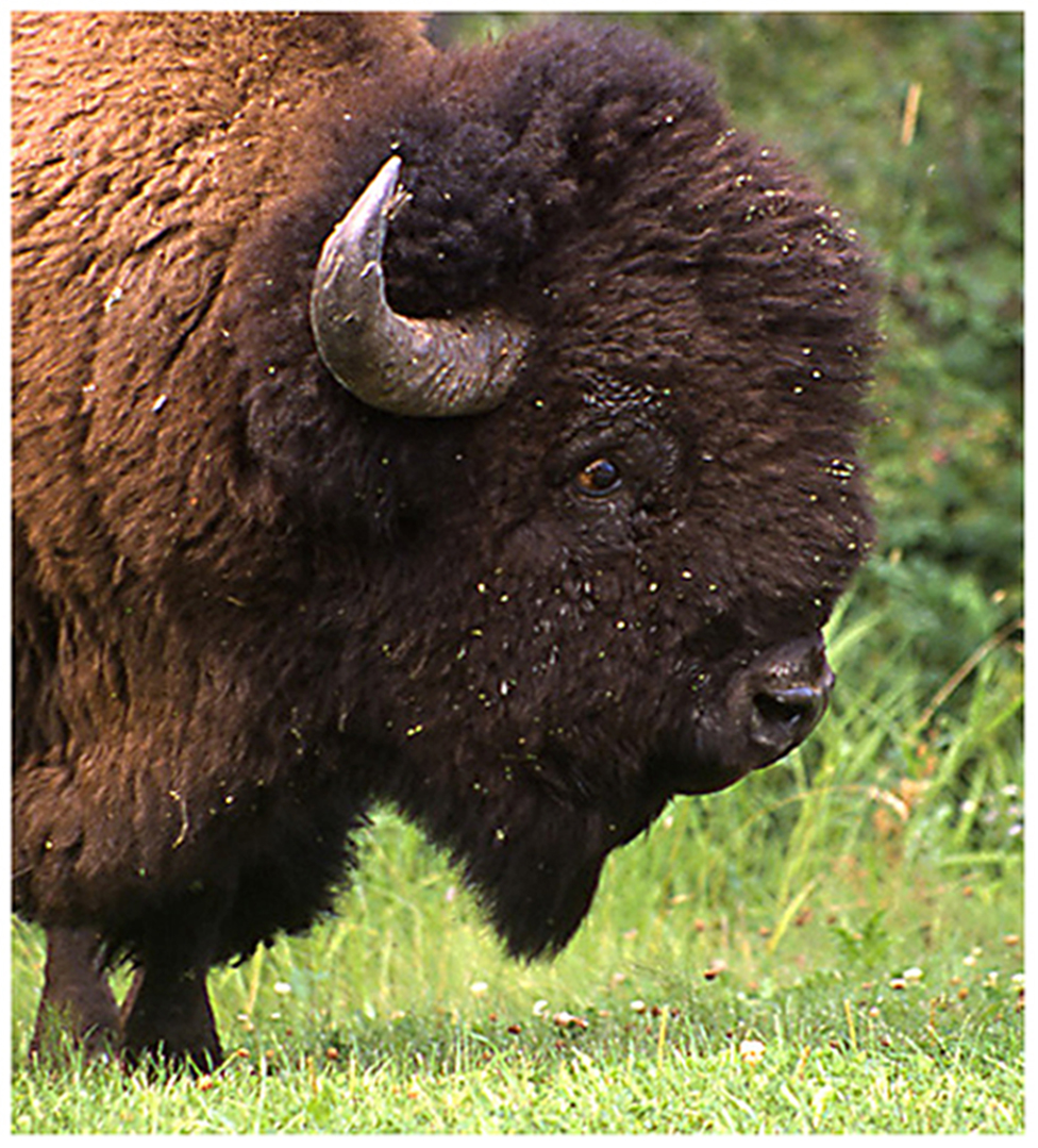 bison_ia2022gr